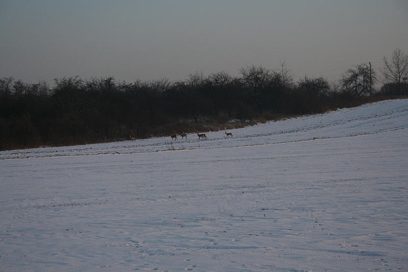 WOSP_Pasternik_2009 258
